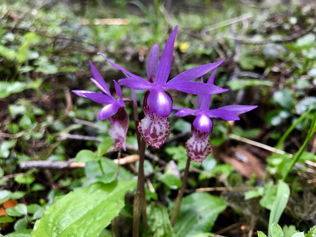 purple lady slipper flowers in forest