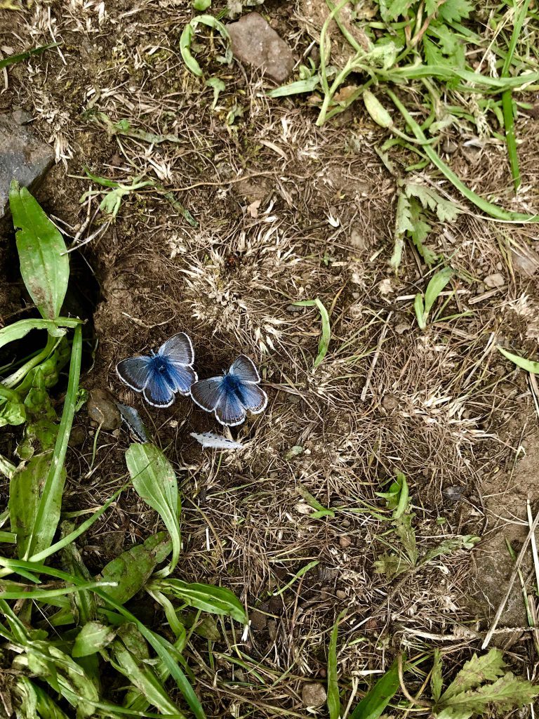blue moths on forest floor