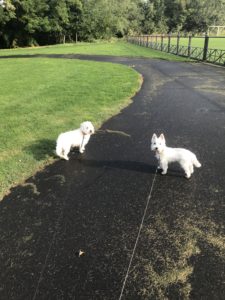 2 white dogs walking in the park