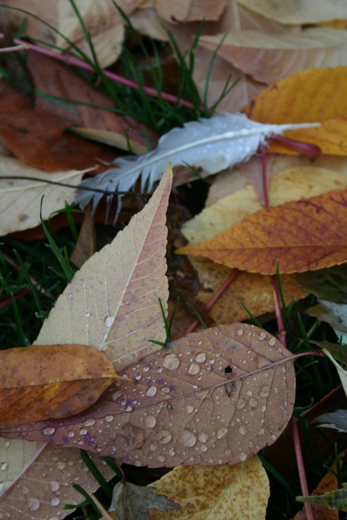 Leaves and grass with water droplets