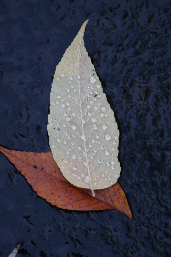 leaf with water droplets on black pavement