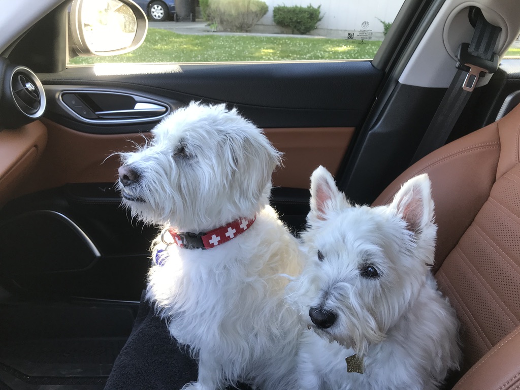 2 white dogs on Giulia front seat