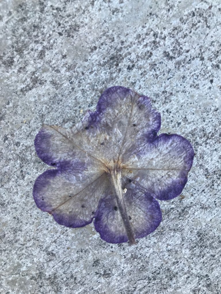 Purple petunia blossom sun dried onto concrete