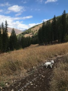 Rossi Dog hiking Warm Springs trail, Sun Valley ID