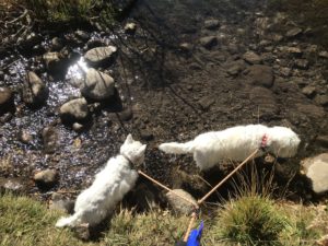 White dogs wading in a stream