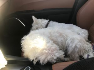 The two white dogs snoozing in the front seat of Giulia