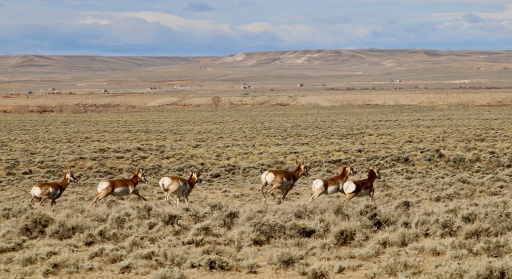 Antelope in Wyoming