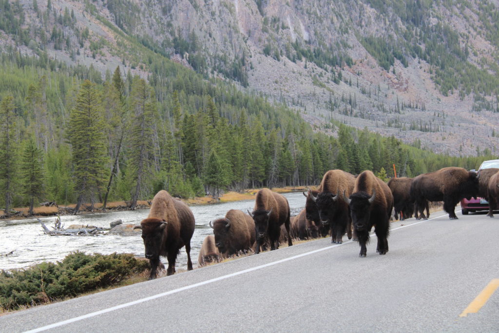 Bison on road, Yellowstone National Park