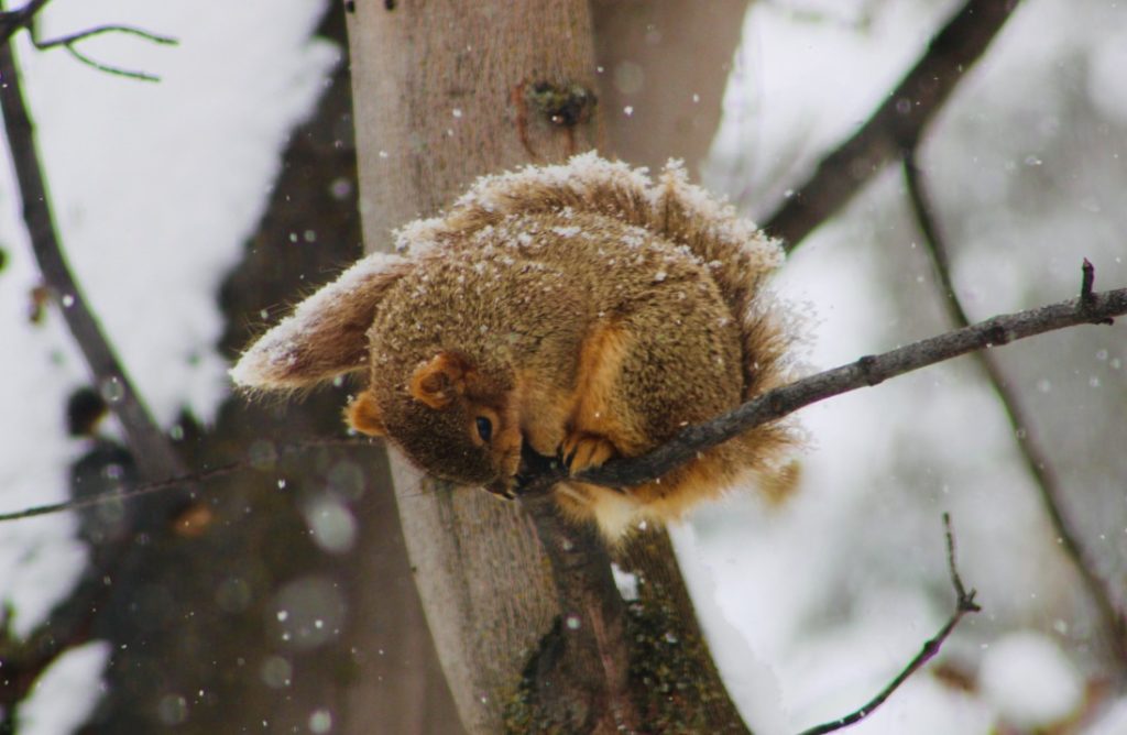 squirrel in tree with snowfall