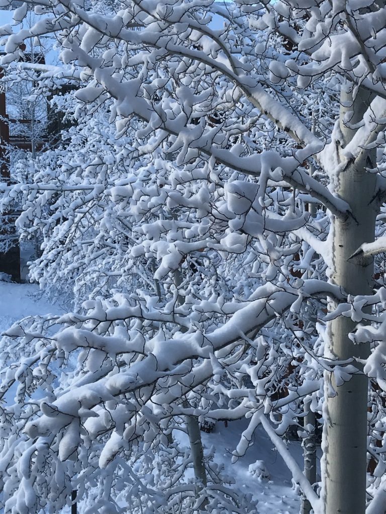 snow covered aspen tree
