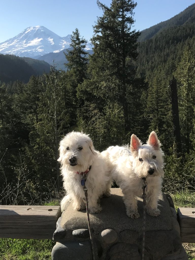 two white dogs with Mt Rainier behind