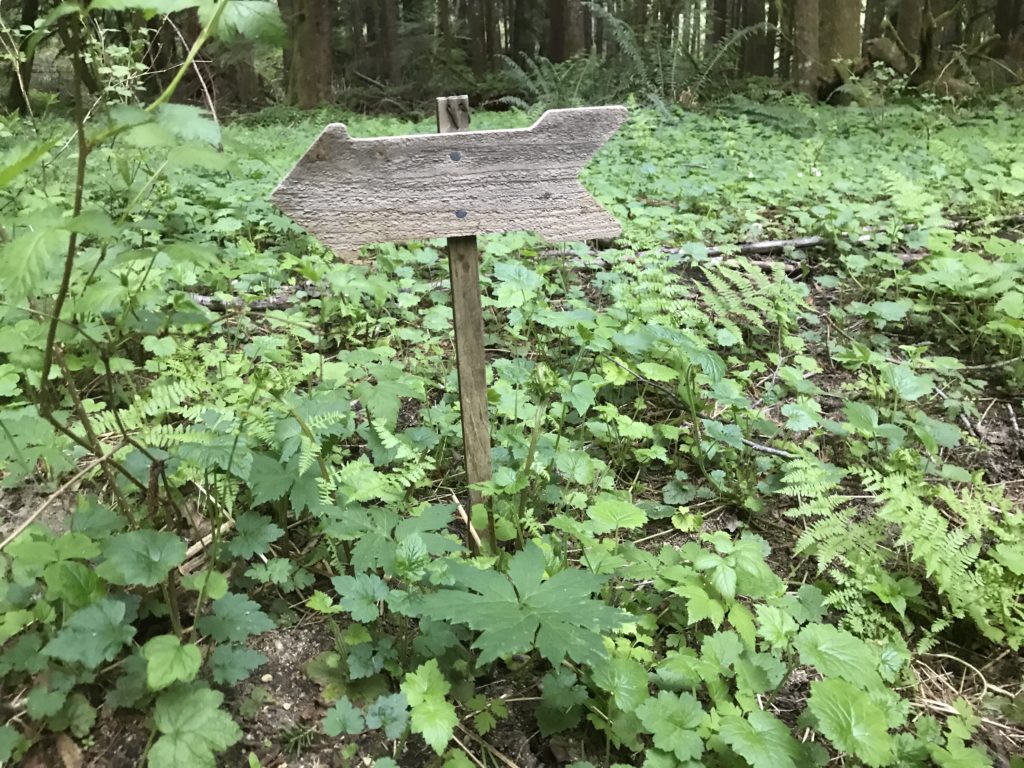 wooden arrow sign in the forest