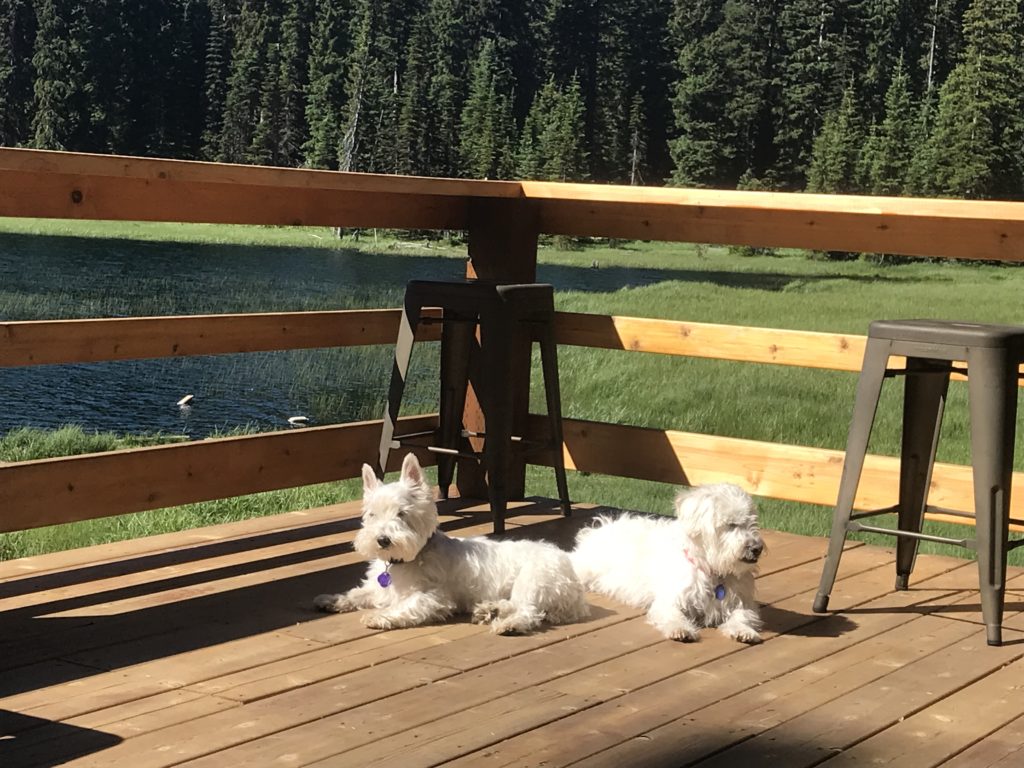 white dogs laying on deck in the sun at lake