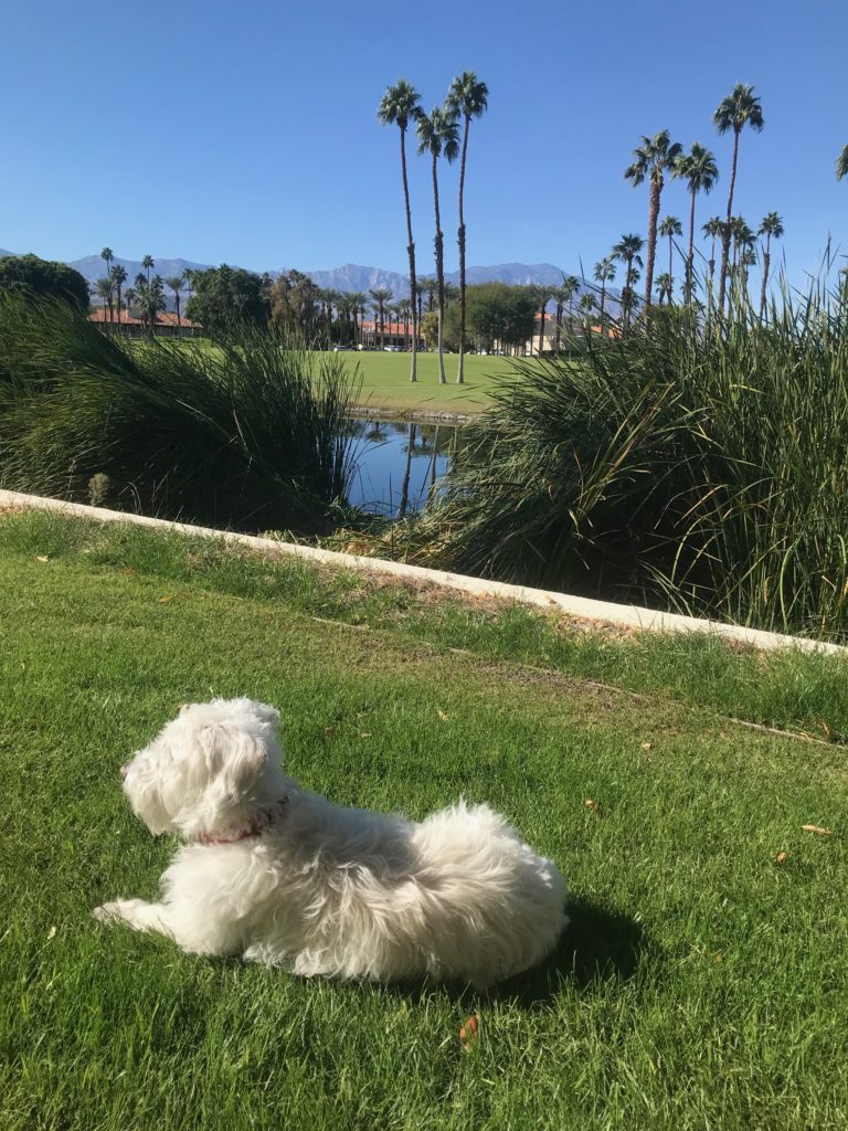 white dog laying in grass in Palm Desert