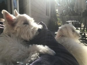 two white dogs sleeping on moms legs in the sun