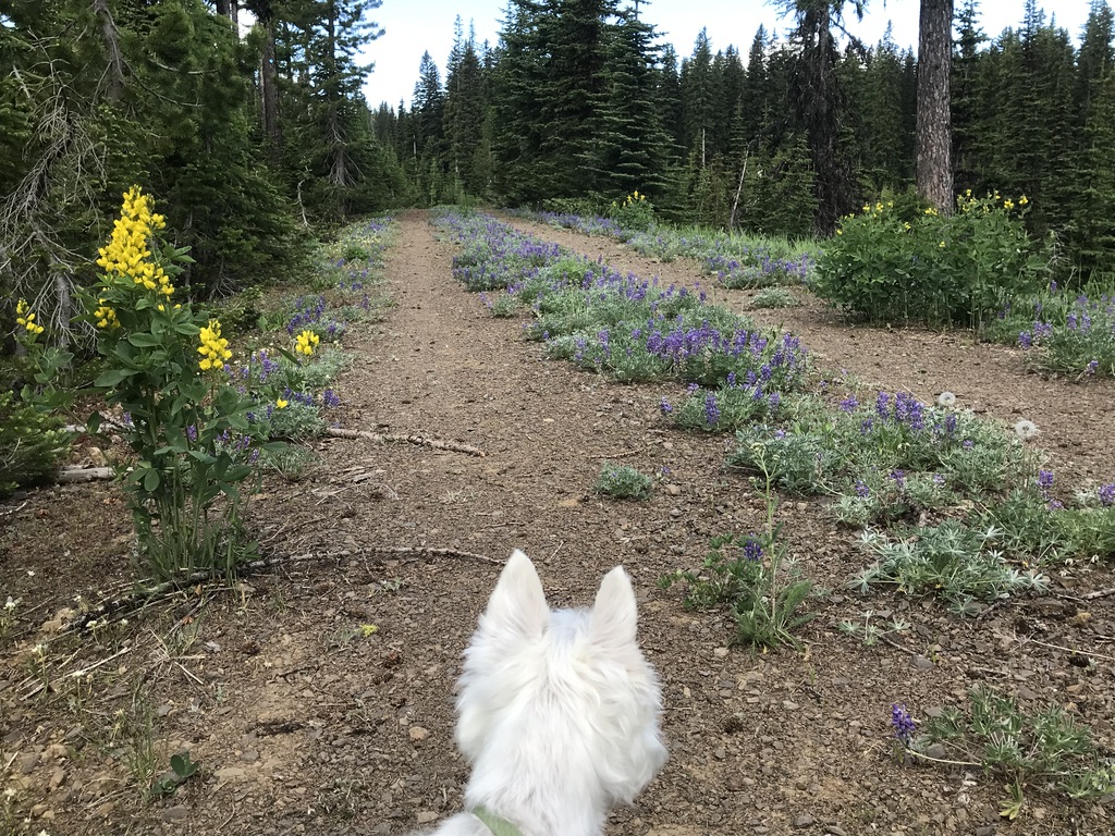 white dog on forest road with purple and yellow flowers