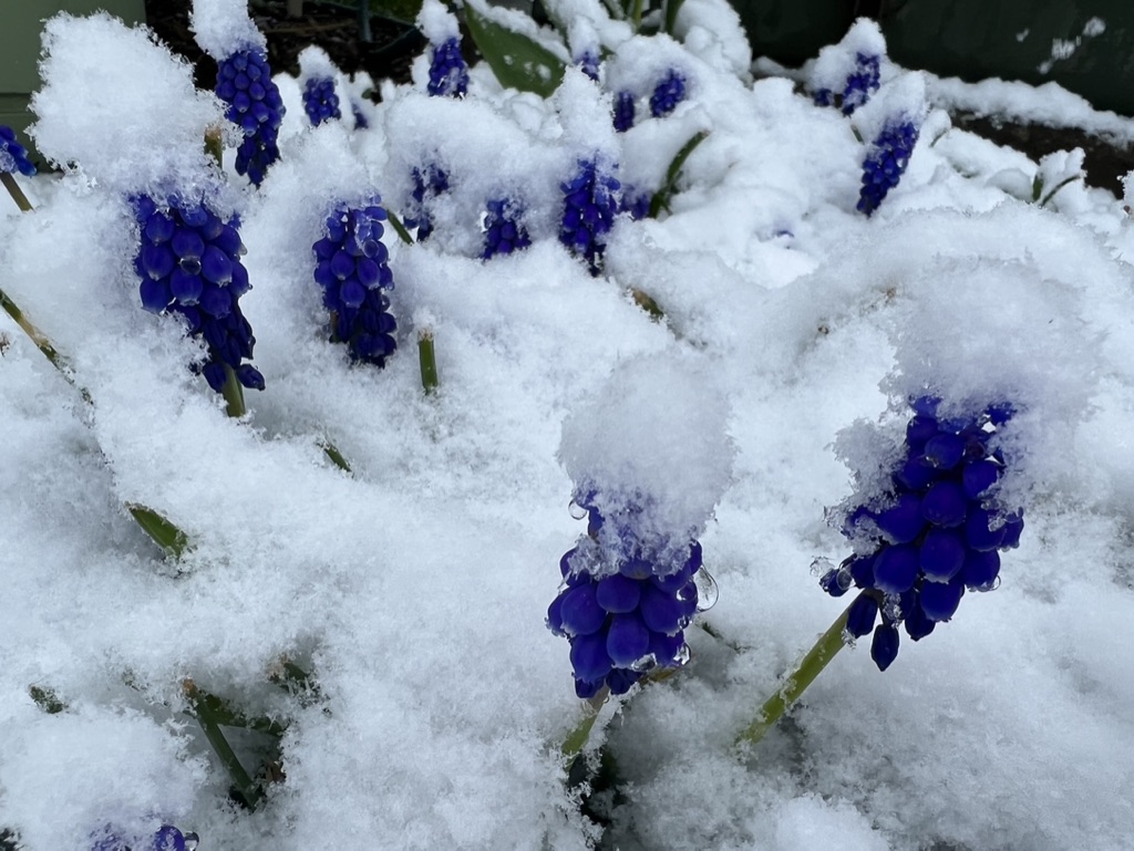 Purple hyacinth covered in spring snow