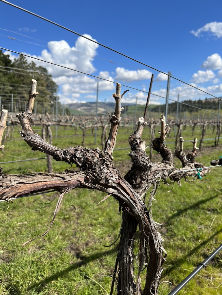 twisty grape vine with mountains and blue sky