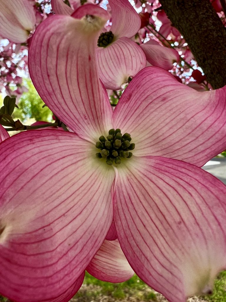 Pink striations of a dogwood blossom
