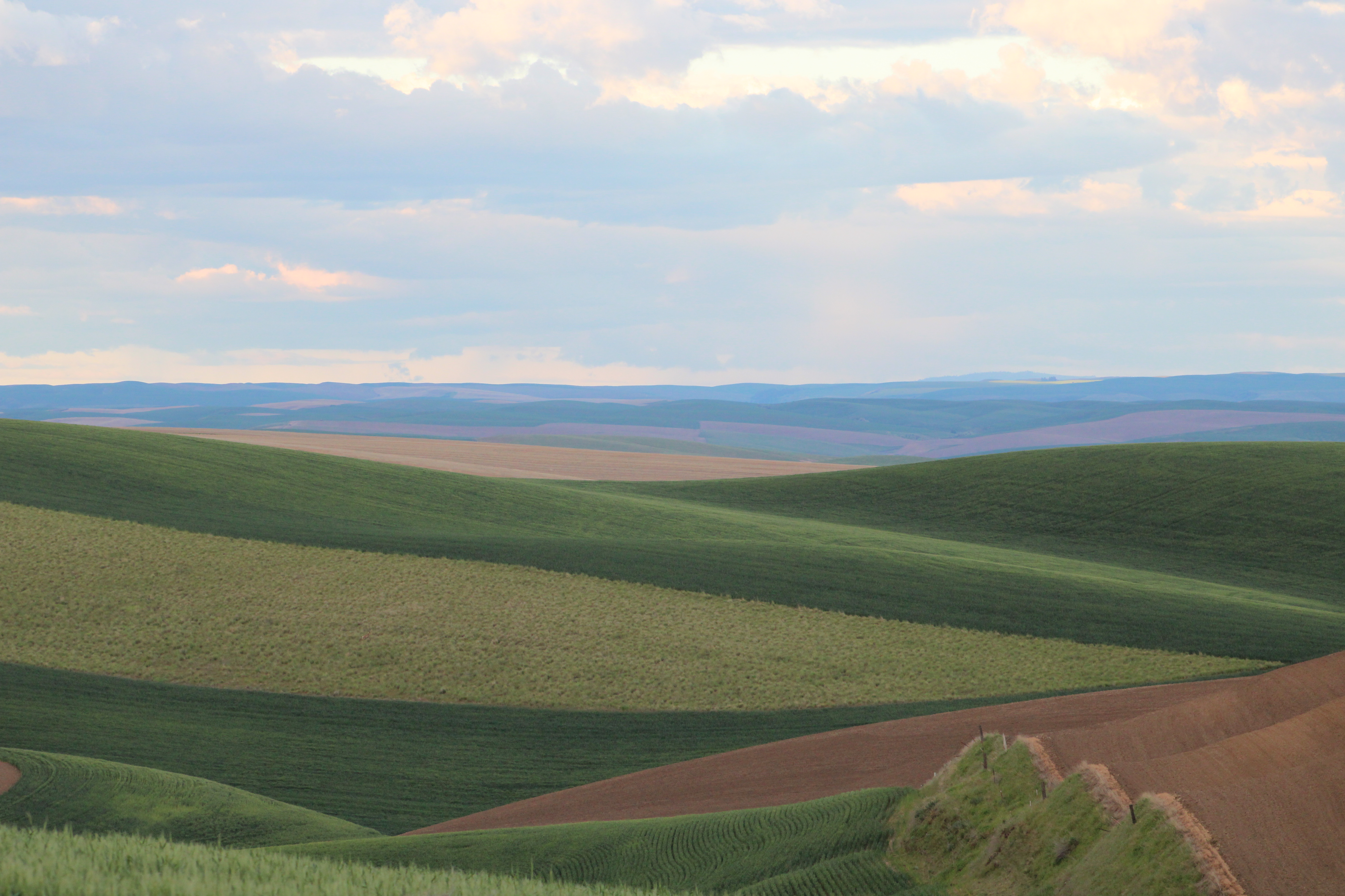 rolling hills of the Palouse with striped green and brown