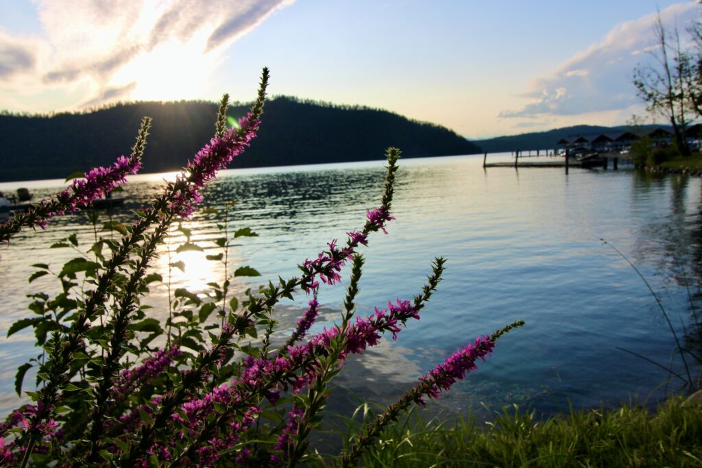 Purple flowers on the lake shore at sunset