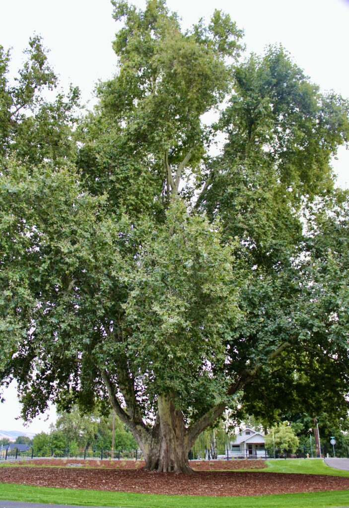 Large Sycamore Tree