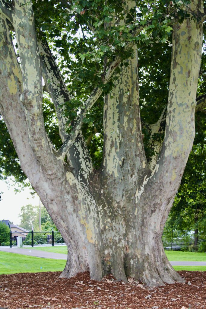 Trunk of large sycamore tree