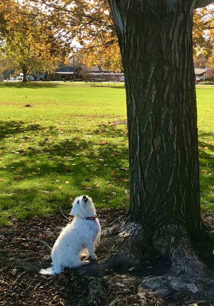 White dog looking up and patiently waiting at the base of the tree