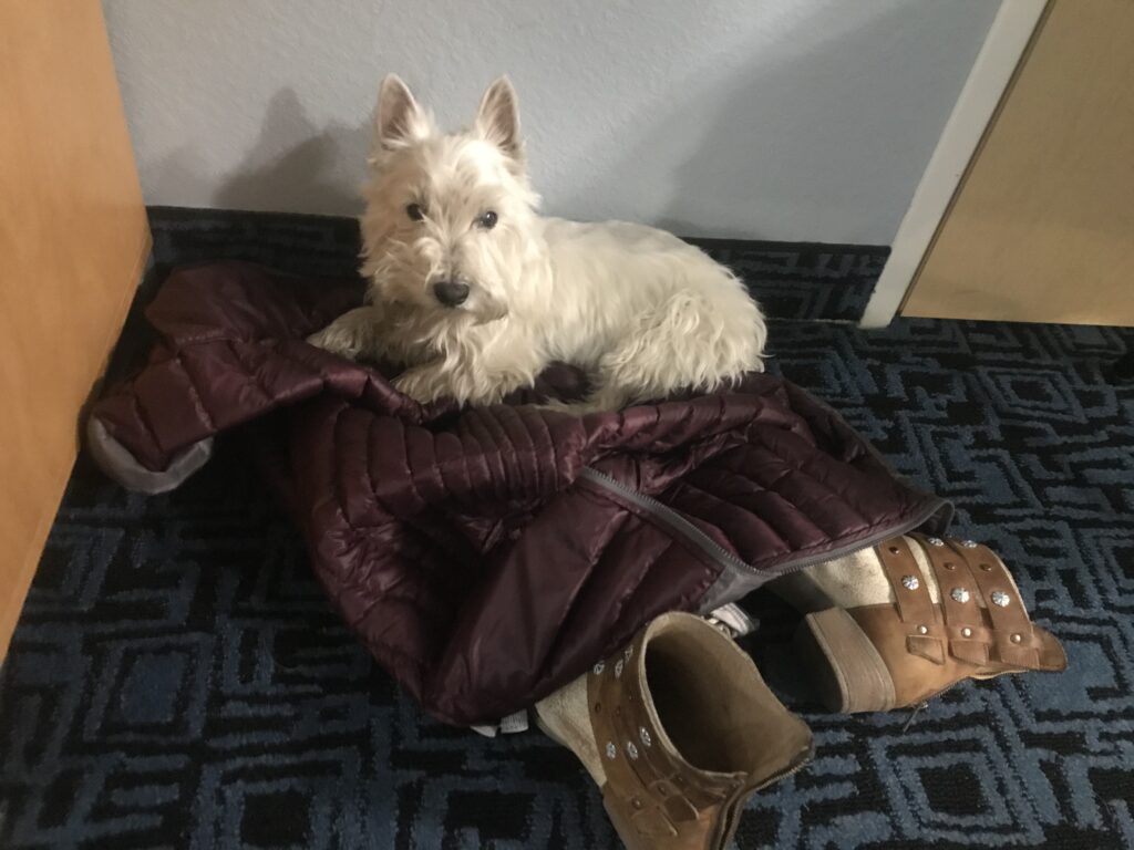 Rossi dog sitting on coat and shoes