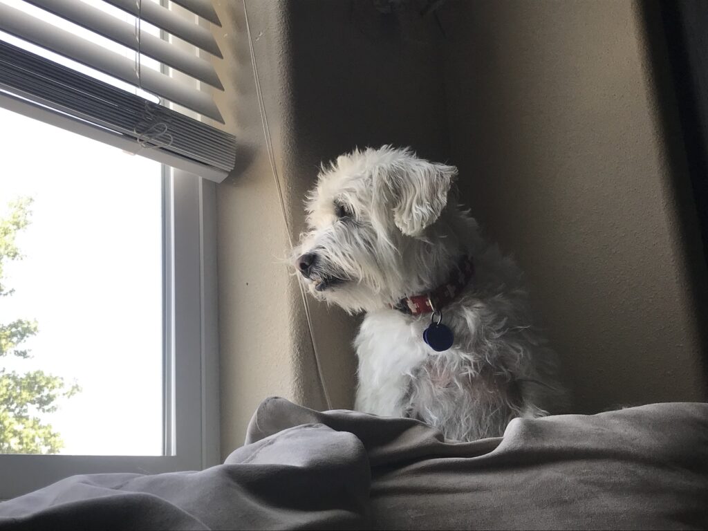 Mochi dog waiting in the window