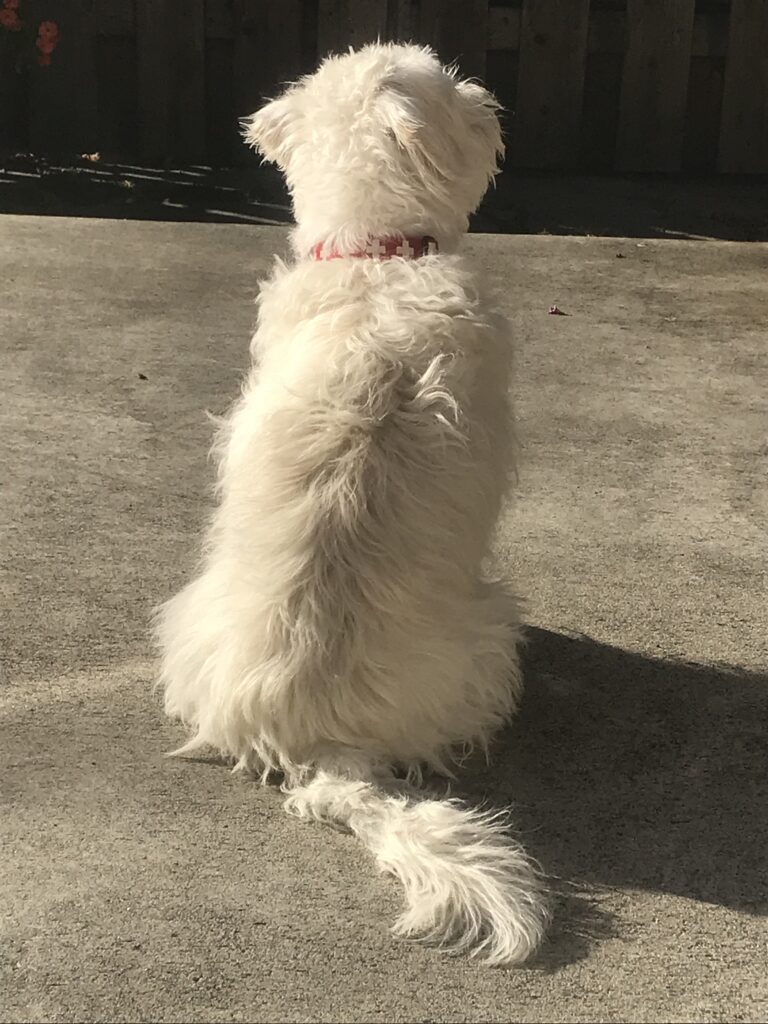 Mochi dog watching a squirrel