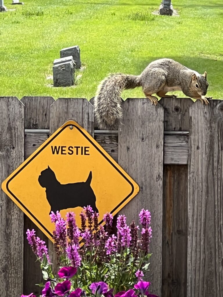 Squirrel on the fence
