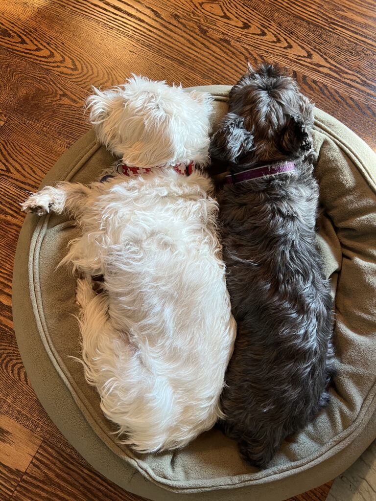Mochi and JoJo sharing the dog bed