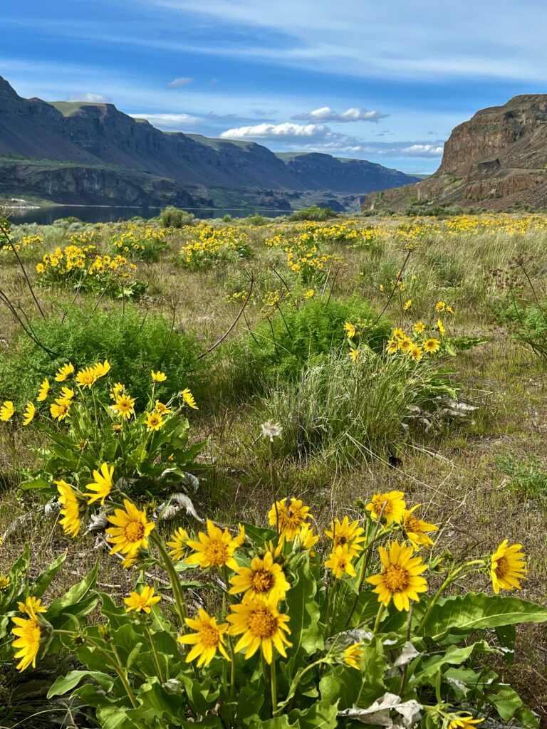 Yellow wildflowers in the Coulee corridor