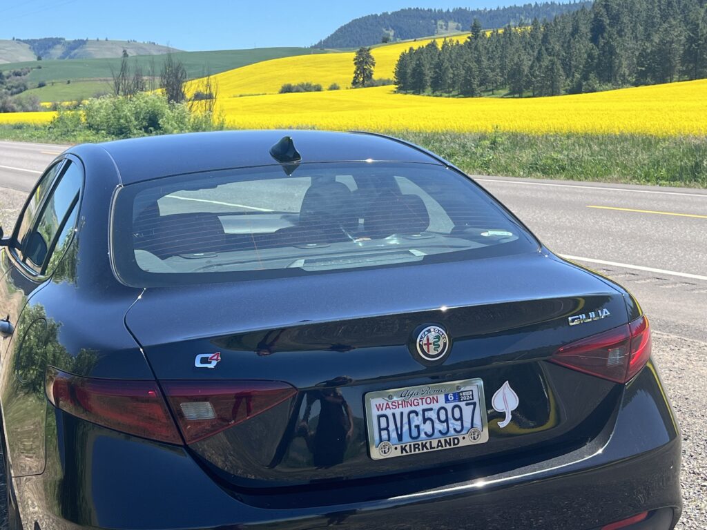 Giulia and golden canola fields along the road