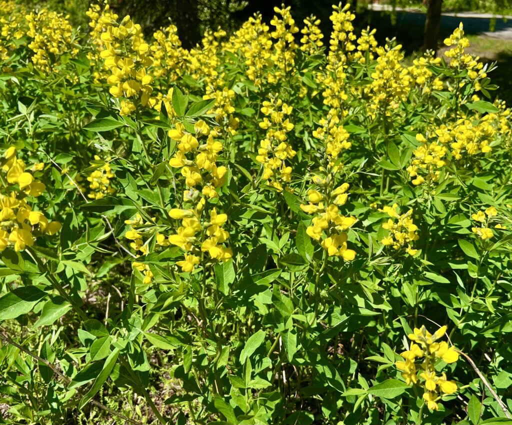 Yellow lupines